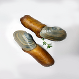 Live King Clam/piece