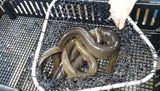 Live Eel