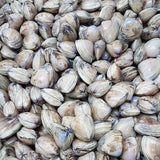 Live Diamond Shell Clams