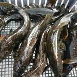 游水大理石鱼