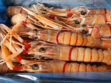 Scampi Grade #2