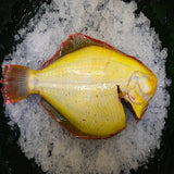 Fresh Chilled Flounder (coming-soon)