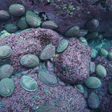 活黑金鮑魚