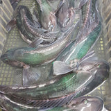 活筍殼魚
