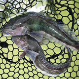活筍殼魚