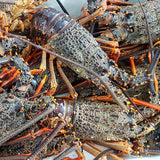 Live Red Crayfish (coming-soon)