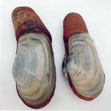 Live King Clam/piece