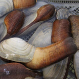 Live King Clam/piece