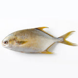 YY Golden Pompano