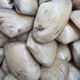 Live Tua Tua