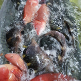 Live Wrasse