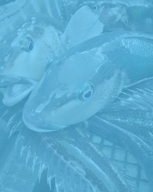 Fresh Seafood