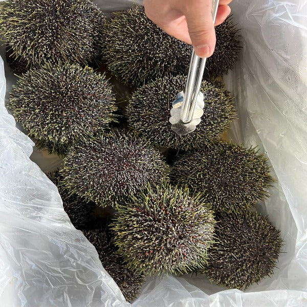 Fresh Live Whole Kina - sea urchin - coming soon