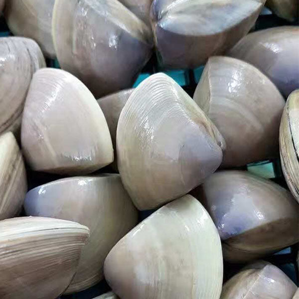 Live Diamond Shell Clams – New Zealand Live Fish Market