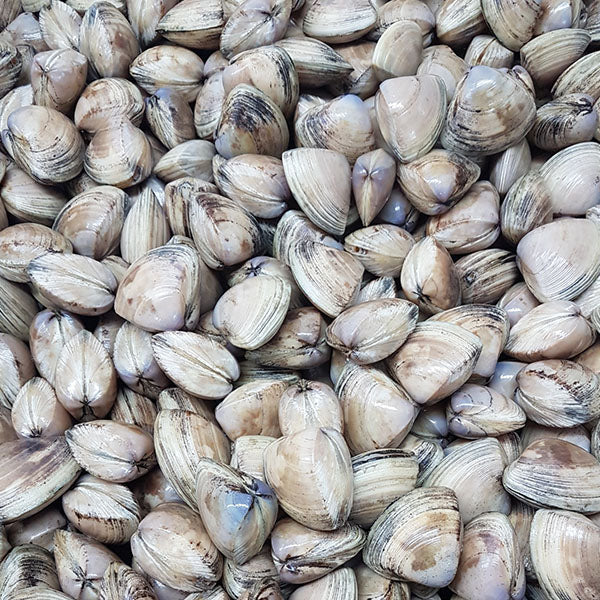 Live Diamond Shell Clams – New Zealand Live Fish Market