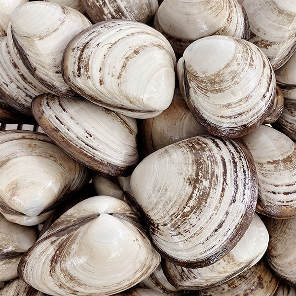 Live Storm Shell – New Zealand Live Fish Market