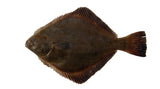 Fresh Chilled Flounder (coming-soon)