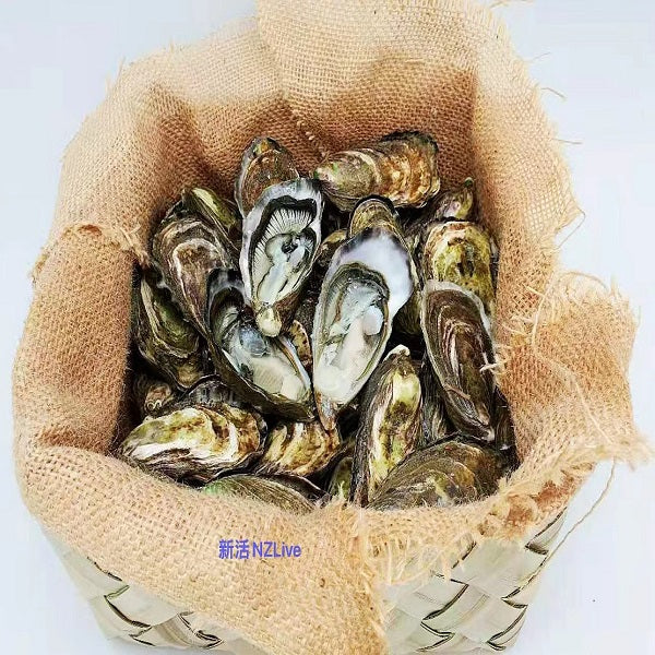 Premium Oyster / Dozen