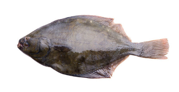 Fresh Chilled Flounder (coming-soon)