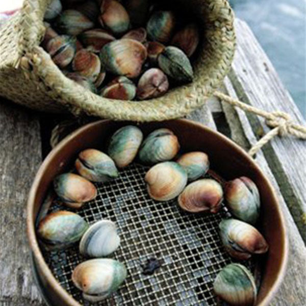 Live Cockles