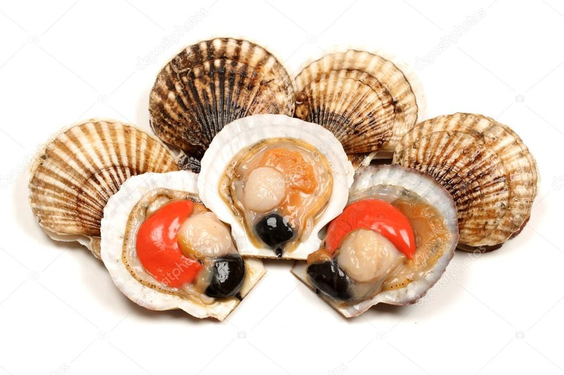 Live Scallops