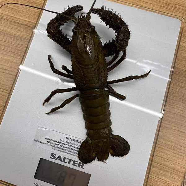 Freshwater Crawfish