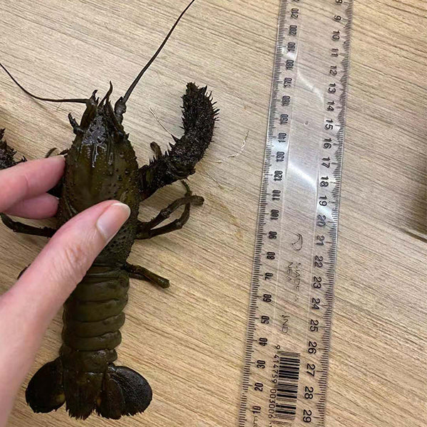 Freshwater Crawfish