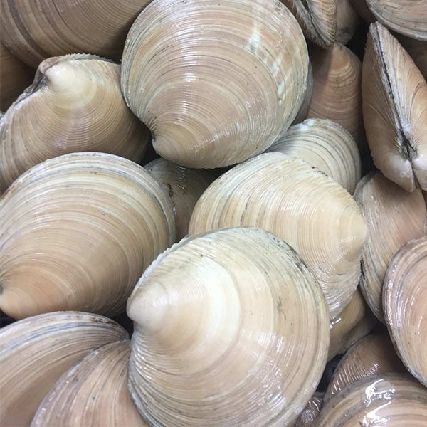Live Moon Shell – New Zealand Live Fish Market