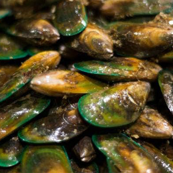 Fresh Live Green Lipped Mussels - Family Sharing Bucket - 20kg (Pre-order) Deliver every WED & Friday