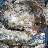 Live Whole Shell Pacific Oysters - Jumbo