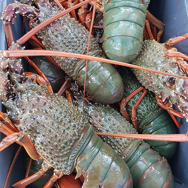 新西兰青龙虾（预订）